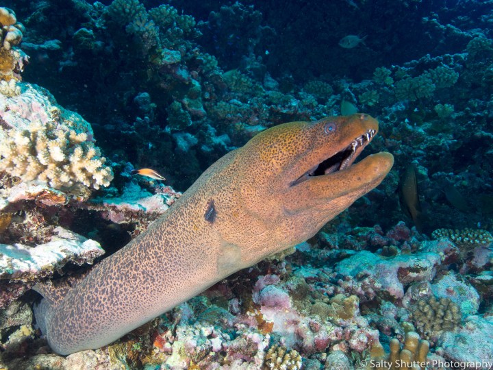 French Polynesia (1 of 1)-35.jpg