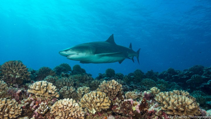 French Polynesia (1 of 1)-43.jpg