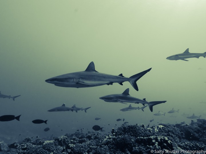 Fakarava Below Water (17 of 18).jpg