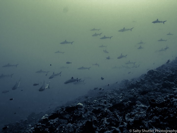 Fakarava Below Water (18 of 18).jpg