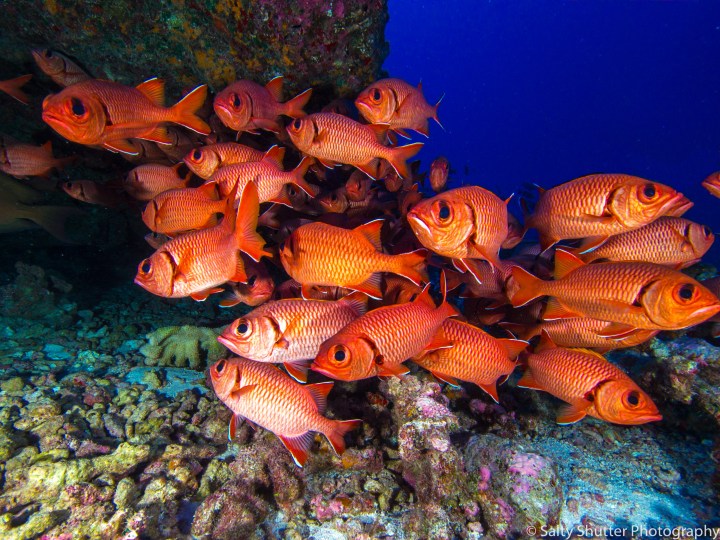 Fakarava Below Water (2 of 18).jpg