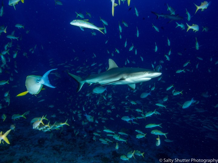 Fakarava Below Water (8 of 18).jpg