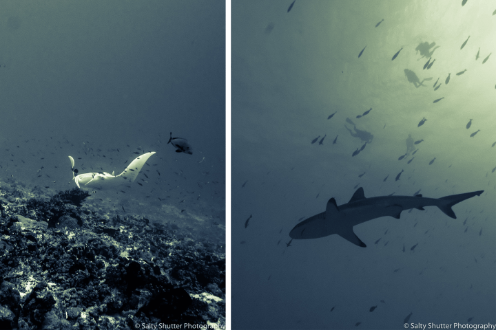 Fakarava Underwater.png