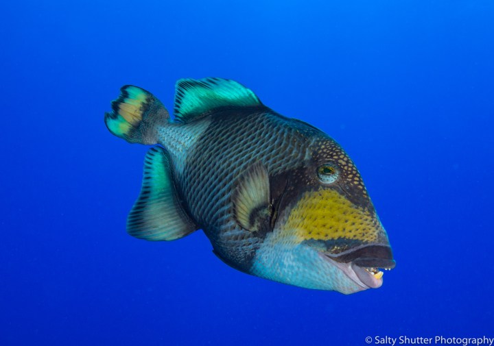 Rangiroa Diving (2 of 10).jpg