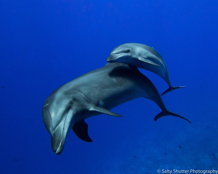 Rangiroa Diving (7 of 10).jpg
