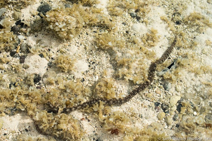 Rurutu_Whales (1 of 1)-2.jpg