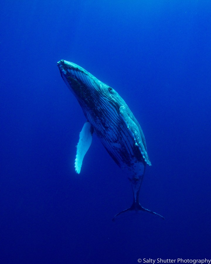 Rurutu_Whales (10 of 19).jpg