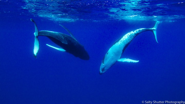 Rurutu_Whales (7 of 19).jpg