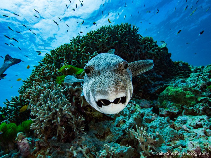 Great Barrier Reef-10.jpg