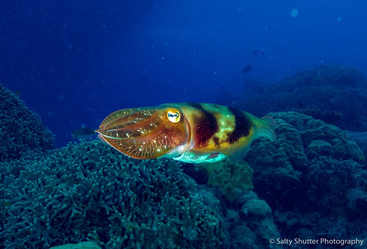 Great Barrier Reef-13.jpg