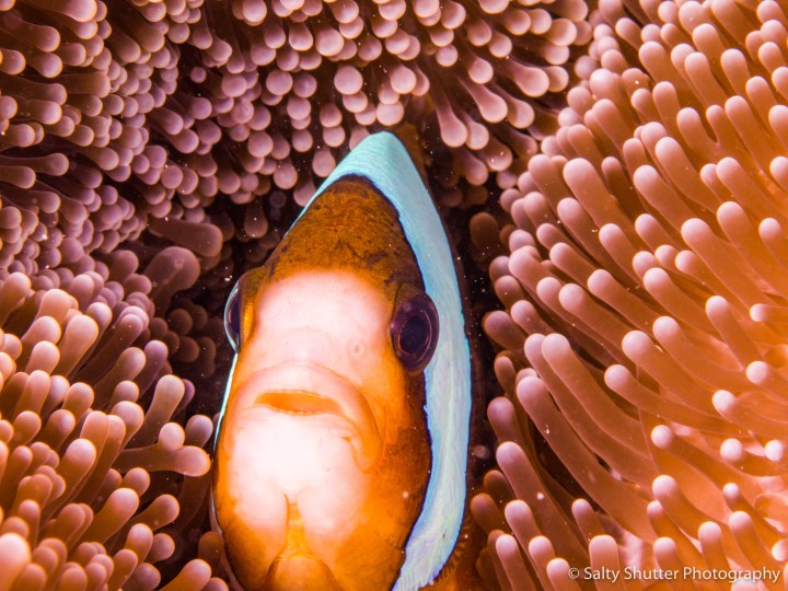 Great Barrier Reef-3.jpg