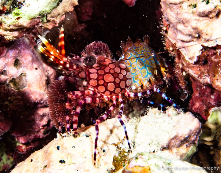 Great Barrier Reef-4.jpg