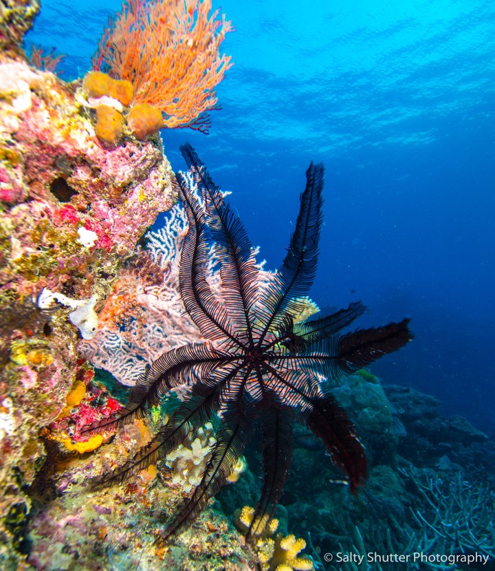 Great Barrier Reef-6.jpg