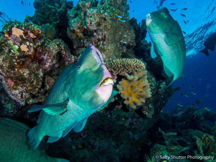 Great Barrier Reef-7.jpg