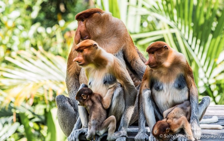 Borneo to be&nbsp;Wild