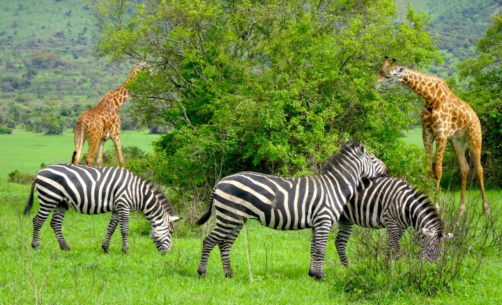 The Wandering Muzungu: Rwanda&nbsp;Edition